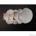 Set of 4 Large White Baking Scallop (3.5-4) Restaurant Quality Real Seashells Beach Wedding Coastal Crafts and Decor - Florida Shells and Gifts Inc. - B07D6V6JWW
